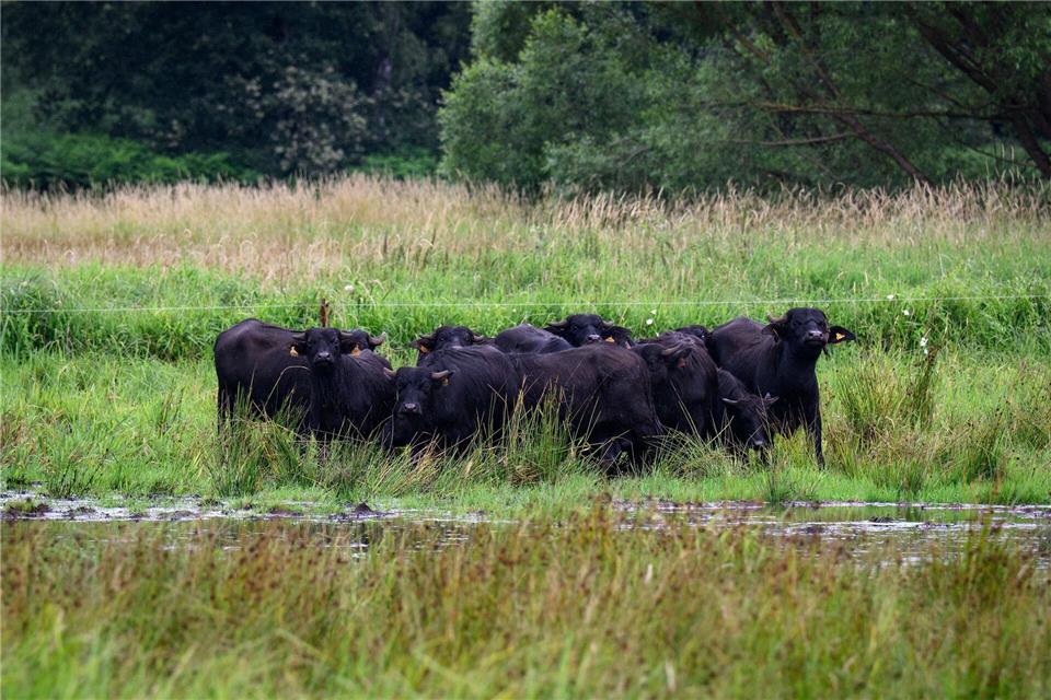 Eine mögliche Bewirtschaftung für nasse Flächen bieten Wasserbüffel, die mit dem feuchten Untergrund gut zurechtkommen. (Archivbild)Bernd von Jutrczenka/dpa