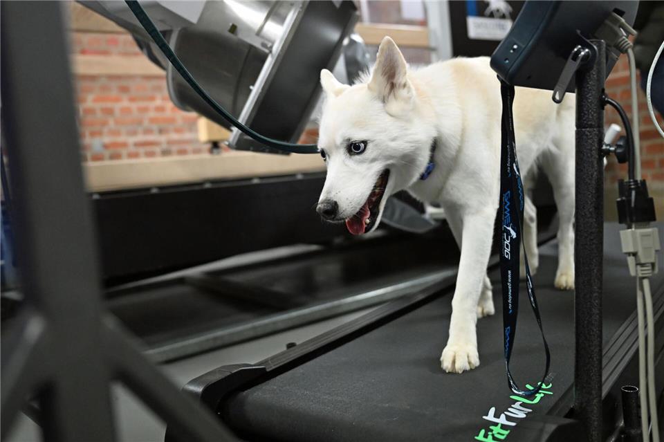 Eine neue Anlage ermöglicht präzise Aufnahmen von Tieren in Bewegung.Jennifer Brückner/dpa