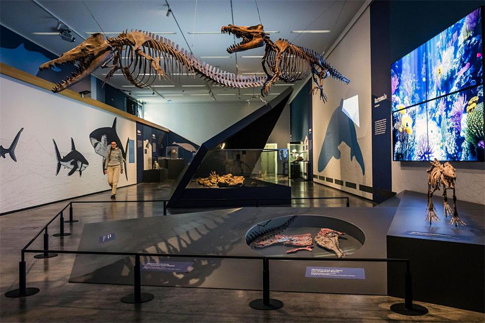 Eine neue Ausstellung nimmt Besucher mit auf eine Zeitreise in eine Epoche, als in NRW noch riesige Meeressäugetiere wie Wale oder Robben umherschwammen - Teile des Landes waren von einem flachen Meer bedeckt. Lars Berg/dpa