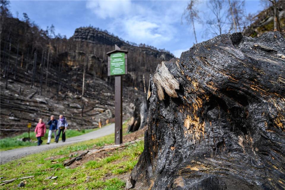 Eine neue Wanderroute verbindet künftig zwei Nationalparks und zwei Länder. (Archivbild)Robert Michael/dpa