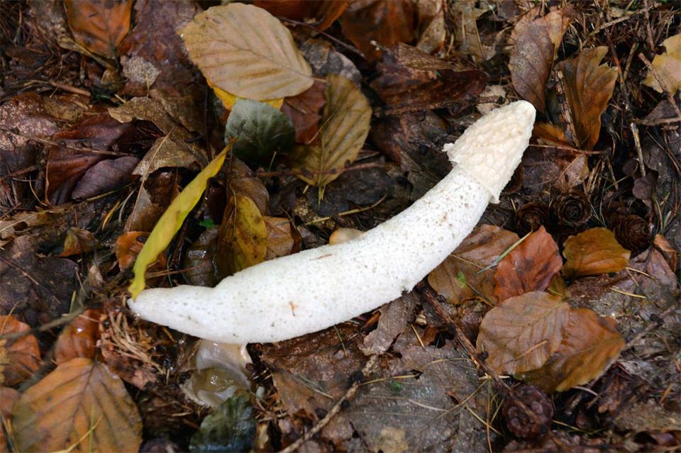 Eine phallushafte Stinkmorchel. picture alliance / dpa
