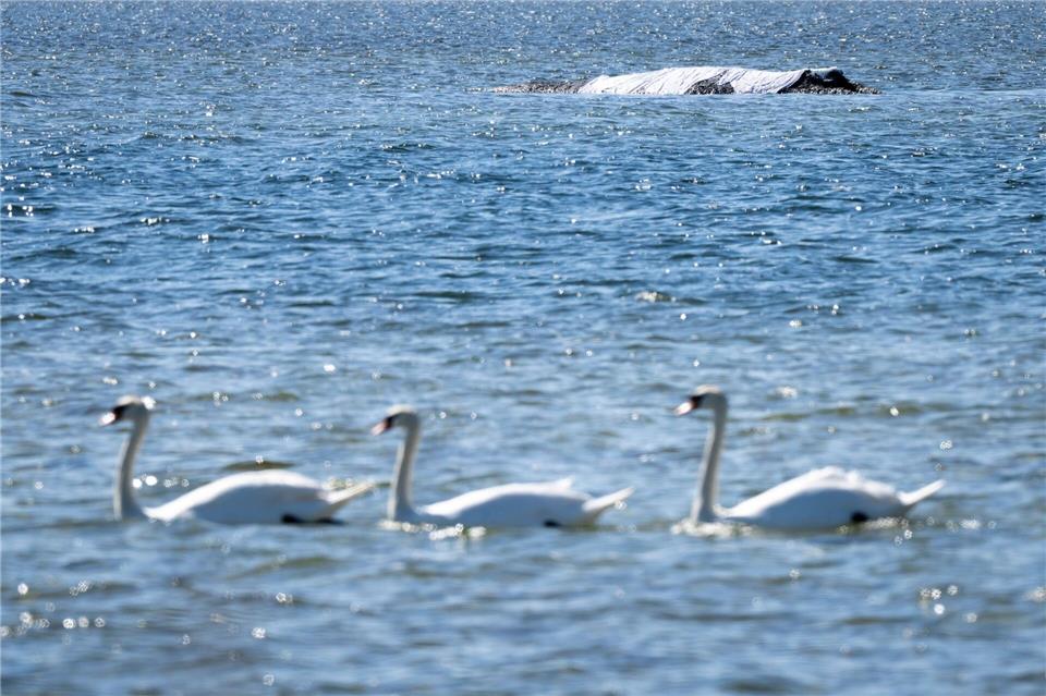 Eine private Initiative versucht, den Buckelwal aus seiner Lage zu befreien.Philip Dulian/dpa