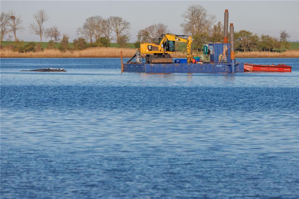 Eine privaten Initiative versucht seit Tagen den Wal zu retten.Jens Büttner/dpa