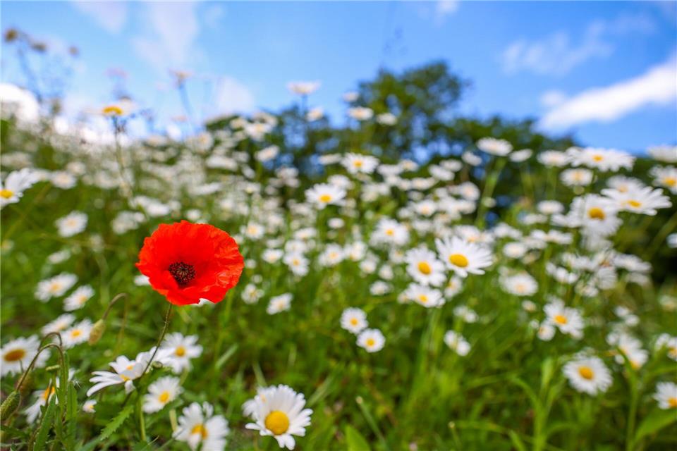 Eine rote Mohnblume wächst inmitten von vielen Margeriten. Das Wetter bietet die nächsten Tage einen Mix aus Sonne, Wolken, Regen und Wind.Christoph Reichwein/dpa