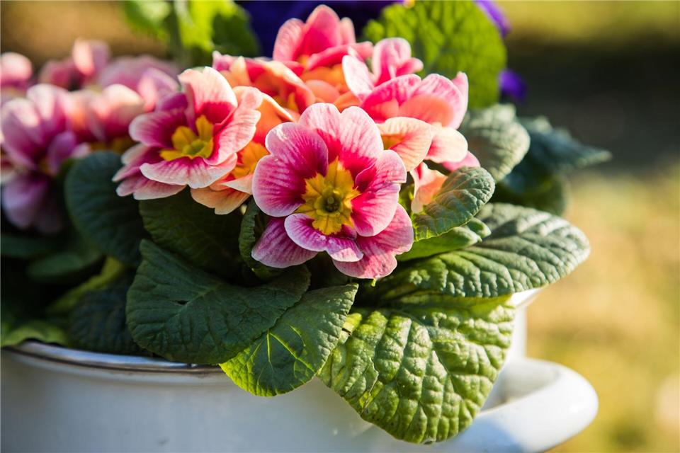 Eine schöne Alternative für ein Blumengeschenk zum Valentinstag sind heimische Frühblüher wie beispielsweise Primeln im Topf.picture alliance / dpa-tmn