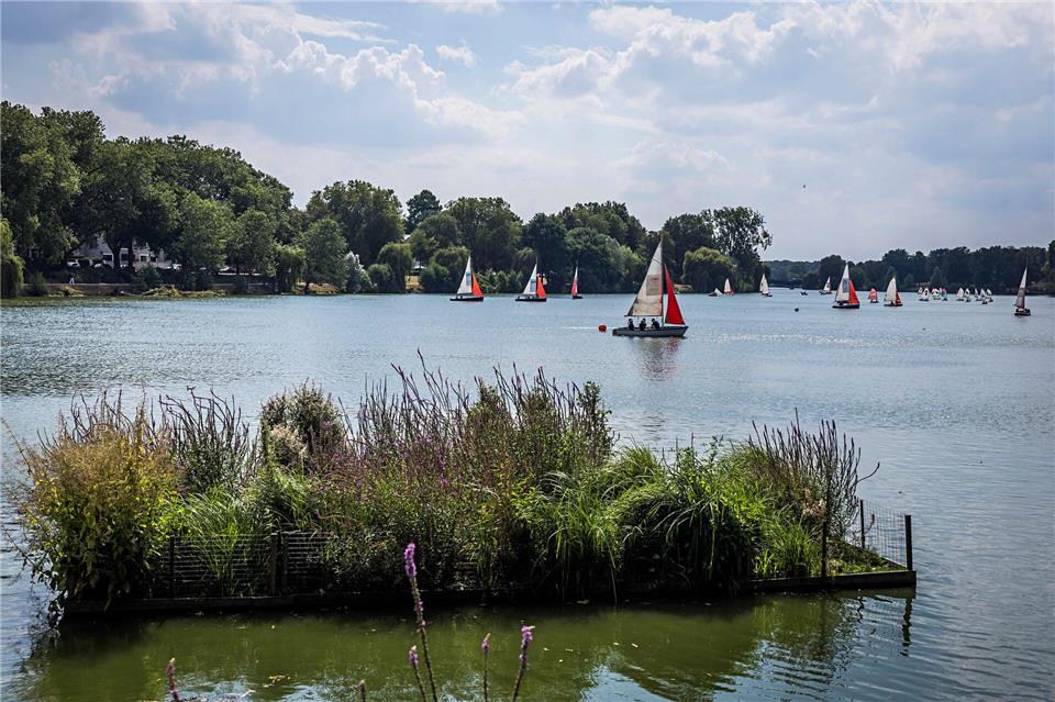 Eine schwimmende Pflanzenzone im Uferbereich am Aasee in Münster. Lars Berg/dpa