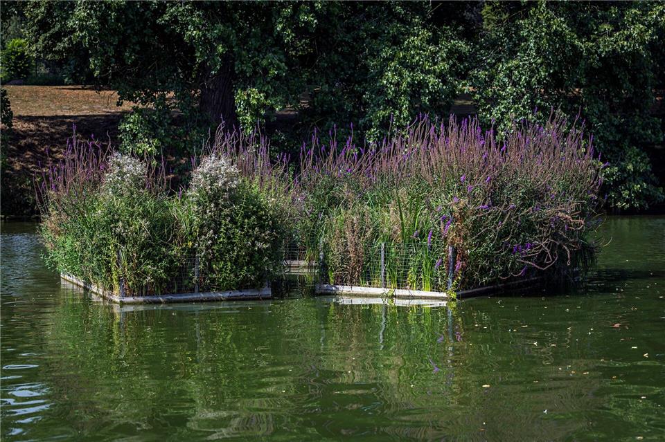 Eine schwimmende Pflanzenzone im Uferbereich des Aasee in Münster.Lars Berg/dpa