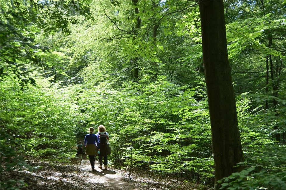Eine starke Blüte von Bäumen im Wald ist laut Experte eine Reaktion auf Stress. (Symbolbild)Uwe Zucchi/dpa