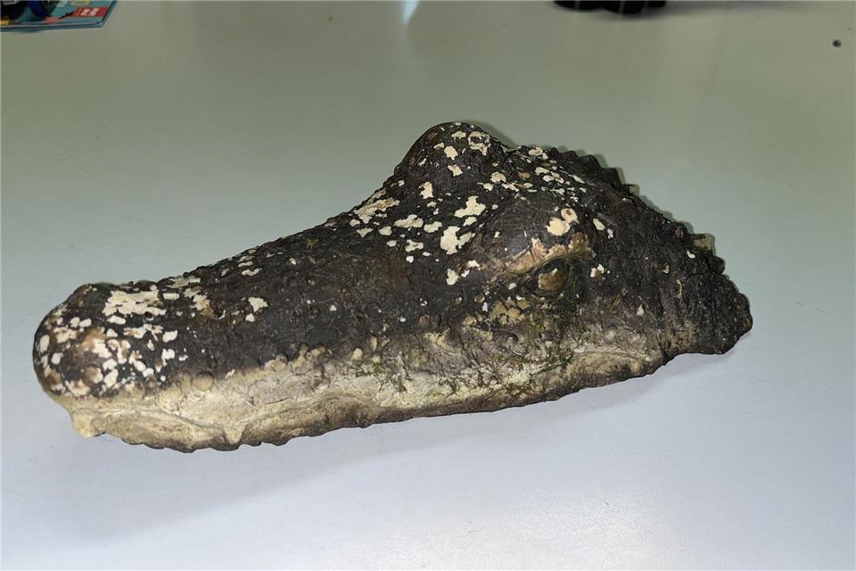 Eine täuschend echte Krokodil-Attrappe löste am Waldweiher bei Pfaffenhofen einen Polizeieinsatz aus.-/Polizeiinspektion Pfaffenhofen a.d.Ilm/dpa