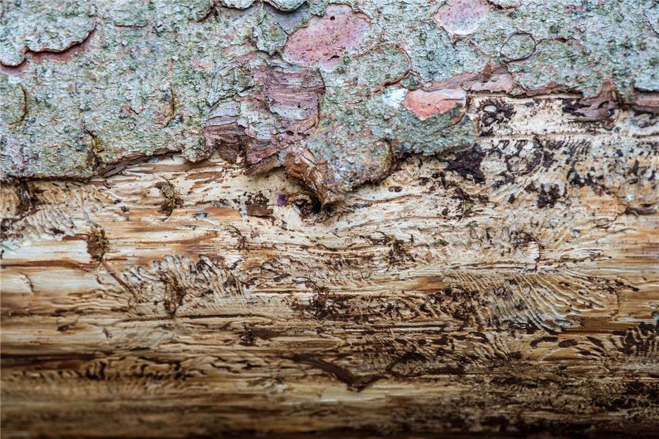 Eine vom Borkenkäfer befallene Fichte liegt auf dem Waldboden. Unter der Rinde kann man das Fraßbild der Buchdrucker-Käferlarven sehen. (Archivbild)Lino Mirgeler/dpa