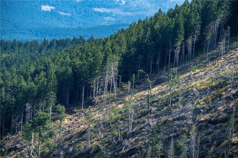 Eine von „Käferbäumen“ leergeräumte Fläche im Bayerischen Wald. Um die Vermehrung der Insekten einzudämmen, fällen die Staatsforsten befallene Bäume und transportieren diese ab. (Archiv)  Armin Weigel/dpa