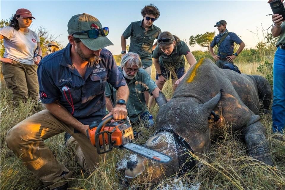 Einem Nashorn wird vorsorglich das Horn abgesägt. (Handout)---/Greater Kruger Environmental Protection Foundation/dpa