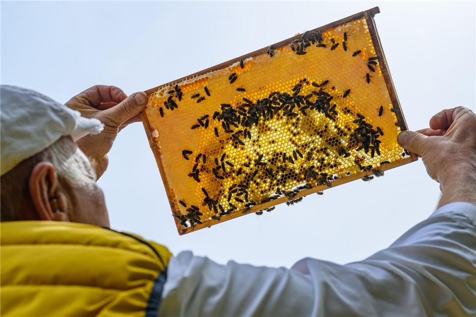 Einen Bienenstock öffnet Ackermann möglichst selten, da dies die Bienen stört.Patrick Pleul/dpa