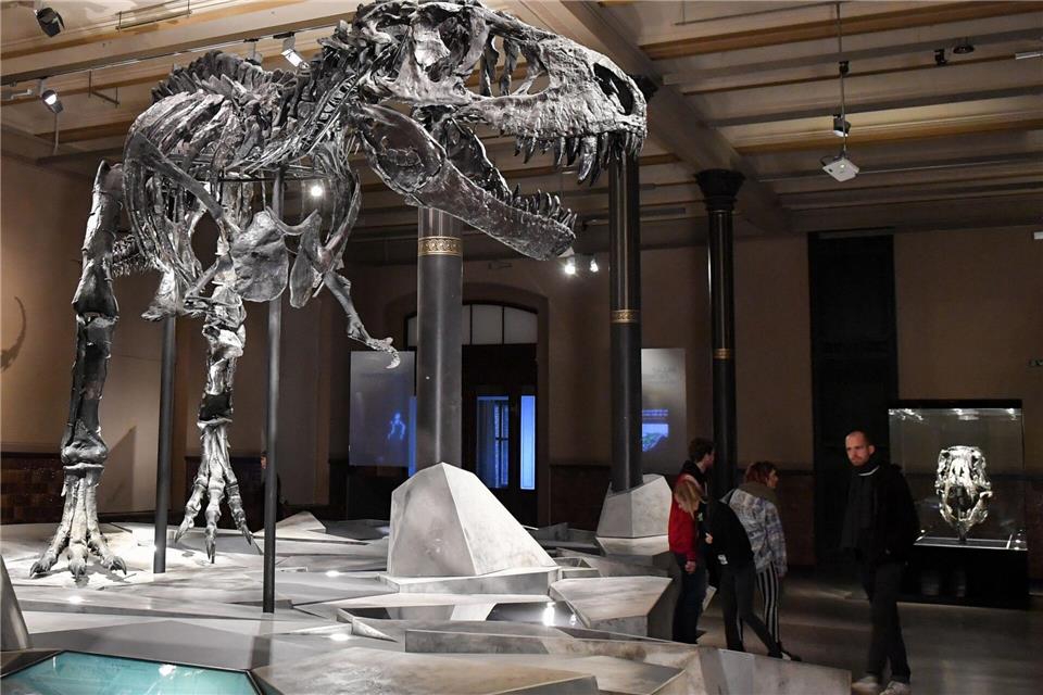 Einen Großteil seines Lebens verbrachte der T. rex wohl damit, mit kleineren Raubtieren um Nahrung zu konkurrieren.Jens Kalaene/dpa-Zentralbild/dpa