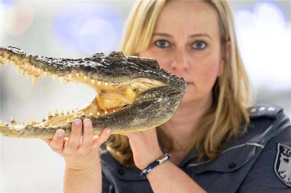 Einen beschlagnahmten Krokodilschädel zeigt Zöllnerin Isabell Gillmann am Flughafen Frankfurt.Boris Roessler/dpa