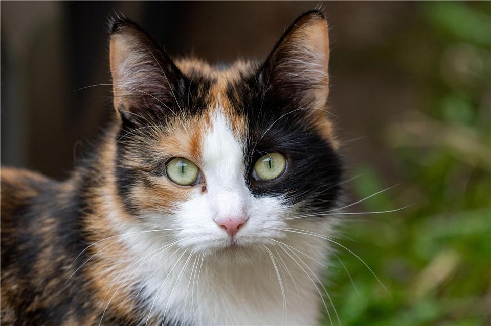 Einer Katze wurde ein Hakenkreuz ans Ohr gekritzelt. (Symbolbild)Stefan Sauer/dpa