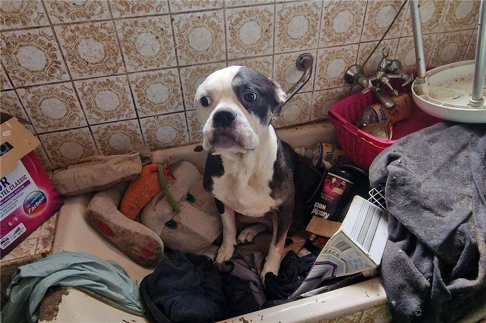 Einer der 26 geretteten Hunde - alle sind inzwischen in Tierheimen oder Tierschutzvereinen untergebracht. Kreisverwaltung Rhein-Pfalz-Kreis/dpa