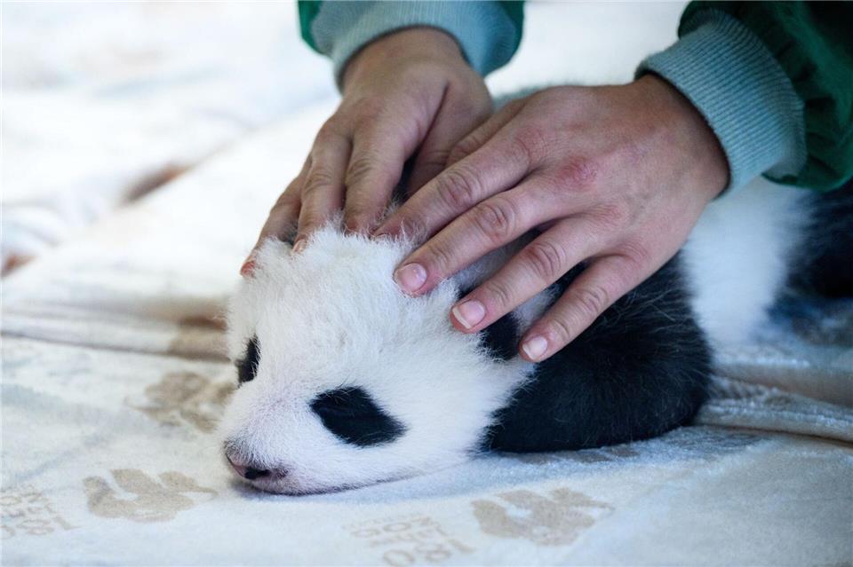 Einer der kleinen Panda-Bären wird von einer Tierpflegerin gestreichelt.Bernd von Jutrczenka/dpa