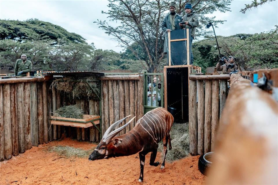 Einer der tierischen Auswanderer erkundet sein neues Zuhause-/KWS/Mount Kenya Wildlife Conservancy/dpa