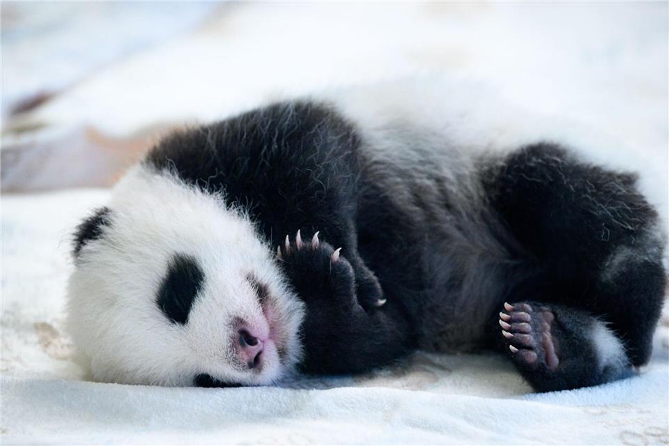 Einer der zwei neugeborenen Panda-Bären im Zoo Berlin liegt im Panda-Gehege.Bernd von Jutrczenka/dpa