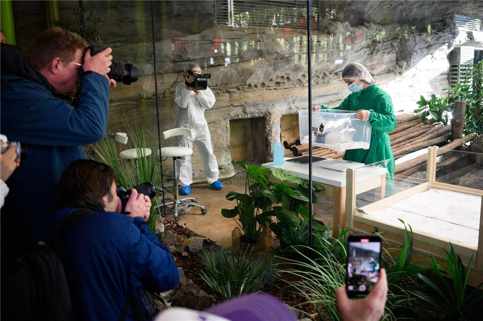Einer der zwei neugeborenen Panda-Bären wird von einer Tierpflegerin in einer Box gewogen. Bernd von Jutrczenka/dpa