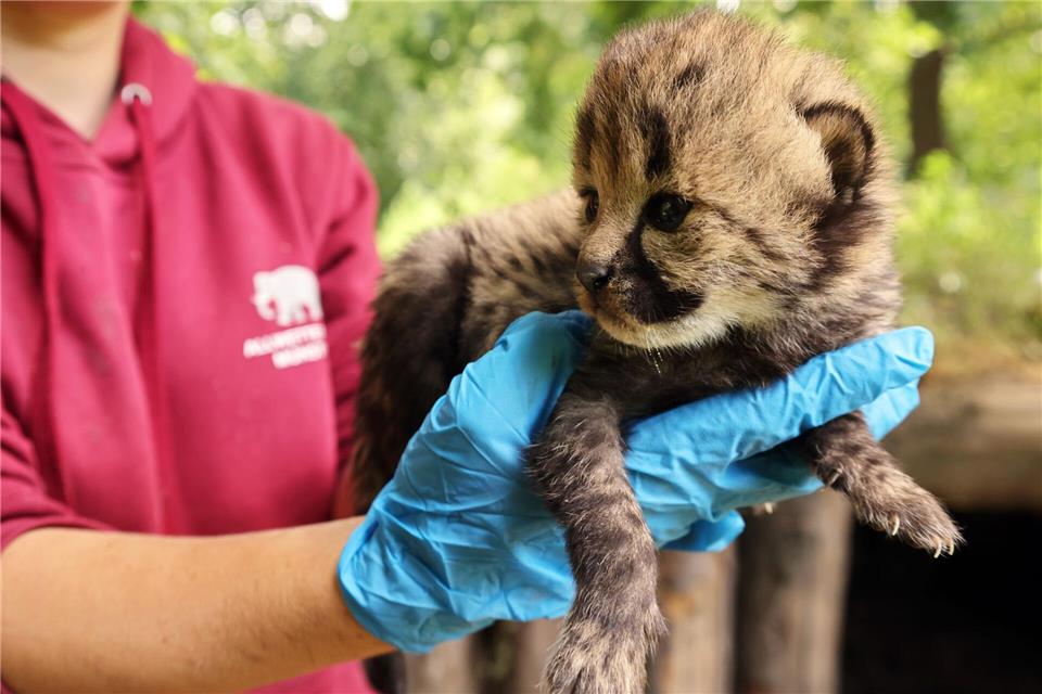 Einer von sieben: Der Zoo in Münster freut sich über Nachwuchs bei den Geparden. Arlt/Allwetterzoo Münster/dpa