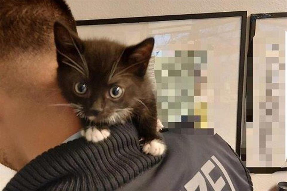Eines der sichergestellten Katzenbabys auf der Schulter eines Polizisten. --/Bundespolizeidirektion Sankt Augustin/dpa