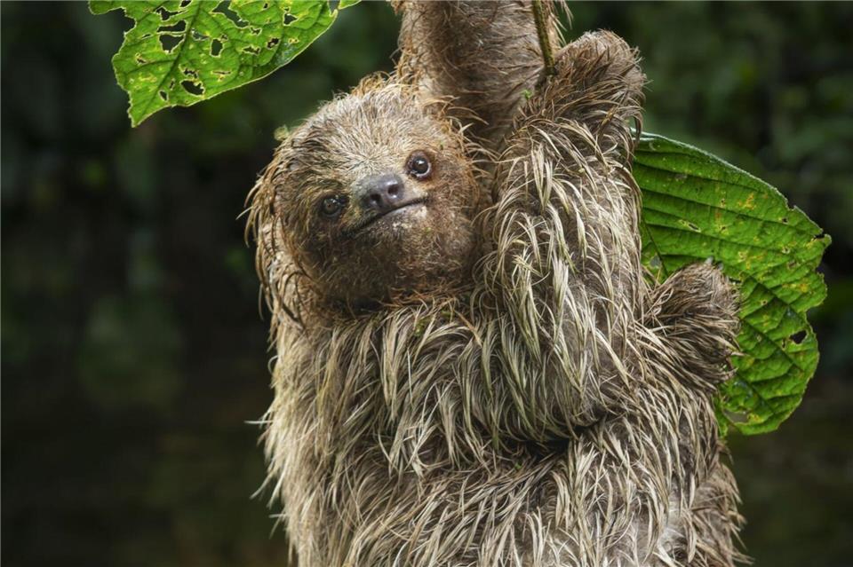 Einfach abhängen: Um Faultiere zu entdecken, muss man nicht unbedingt in den Dschungel, sie hängen auch in Städten in den Bäumen. Costa Rica Tourism Board/dpa-tmn