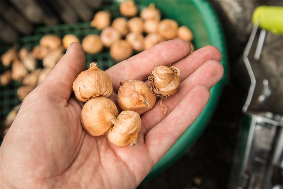 Blumenzwiebeln pflanzen - so blüht es im Frühjahr bunt Einfache Faustregel: Die Größe der Blumenzwiebel entscheidet darüber, wie tief sie in die Erde kommt.picture alliance / dpa-tmn
