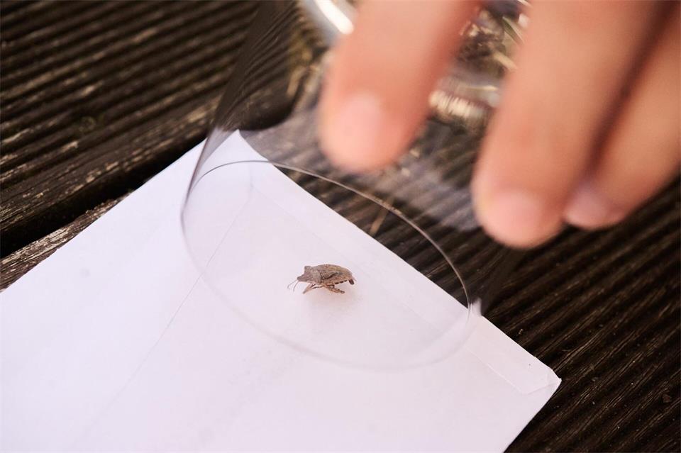Einfangen kann man sie am besten mit einem Glas und einem Stück Papier.Sina Schuldt/dpa