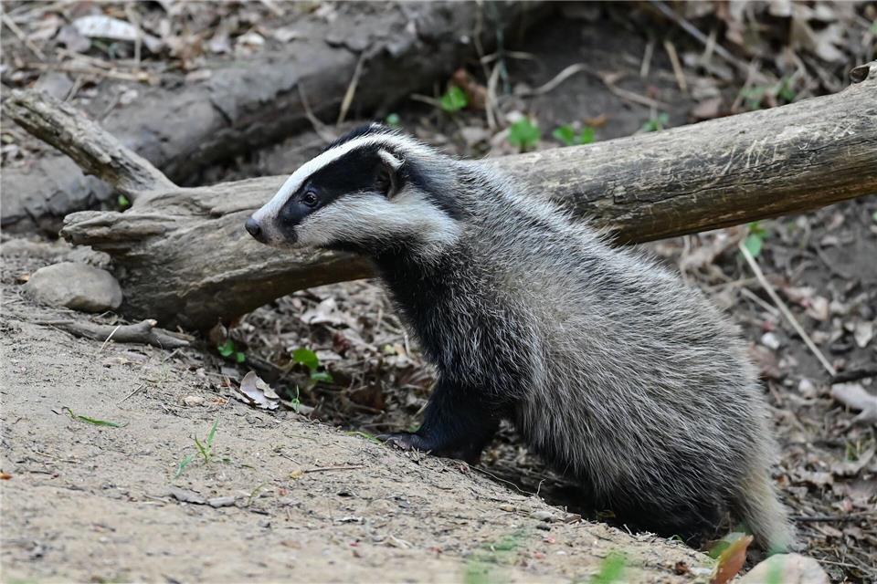 Einig sind sich Jäger und Naturschützer darin, Dachse künftig besser vor den Gefahren des Straßenverkehrs zu schützen. (Symbolbild)Patrick Pleul/dpa