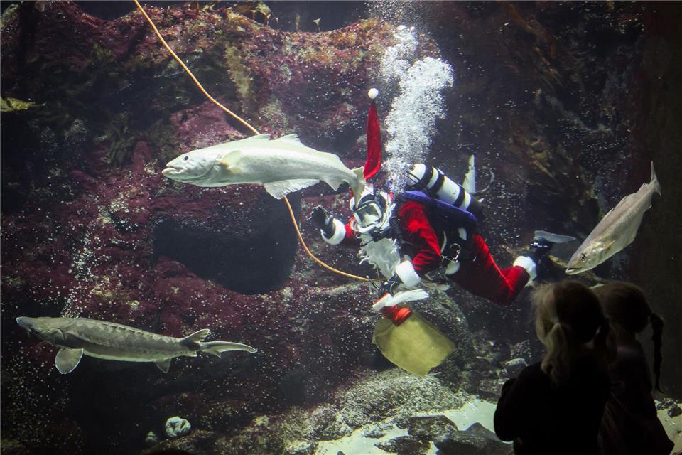 Einige Fische sind zutraulich, andere reagieren eher zurückhaltend auf den Taucher.Christian Charisius/dpa