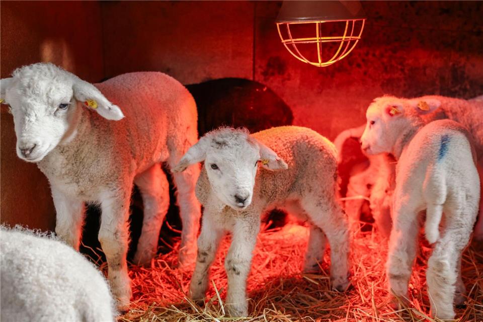 Einige Lammer bekommen nur die Flasche. Frank Molter/dpa