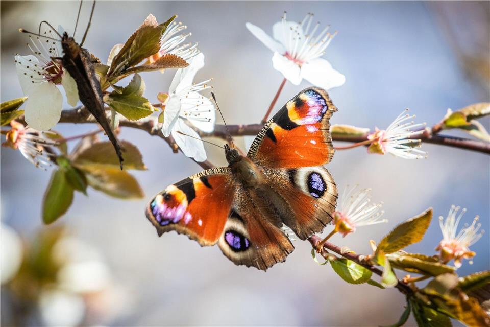 Einige Schmetterlingsarten, darunter das Tagpfauenauge, sind laut Nabu durch die warmen Temperaturen bereits aktiv. (Symbolbild)Frank Rumpenhorst/dpa