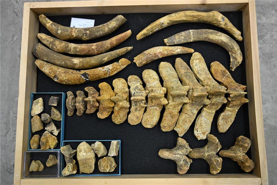 Einige Stücke, wie etwa diese Seekuh, sind Millionen Jahre alt.Jennifer Brückner/dpa