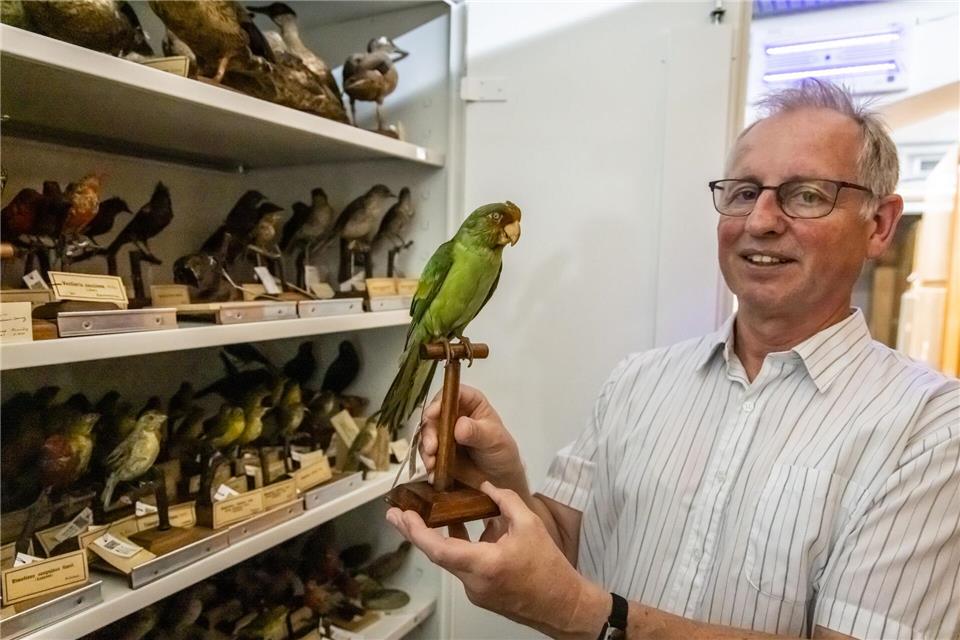 Einige Tiere der Sammlung - wie der Karolinasittich - sind mittlerweile ausgestorben.Focke Strangmann/dpa