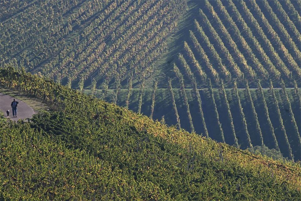 Einige Winzer haben wegen des Hagels innerhalb von rund zehn Minuten einen Großteil ihrer Ernte verloren.Marijan Murat/dpa