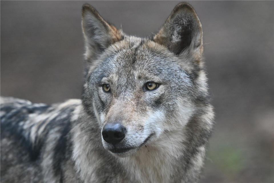 Einige Wölfe werden per Sender verfolgt. (Archivbild)Arne Dedert/dpa