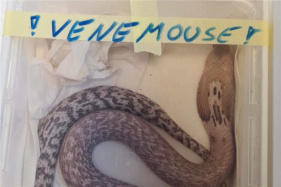 Einige der Schlangenarten sind hochgiftig. -/Hauptzollamt Singen/dpa