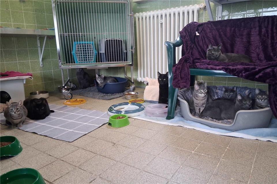 Einige der geretteten Katzen sitzen in einem Tierheim in München.Tierschutzverein München/dpa