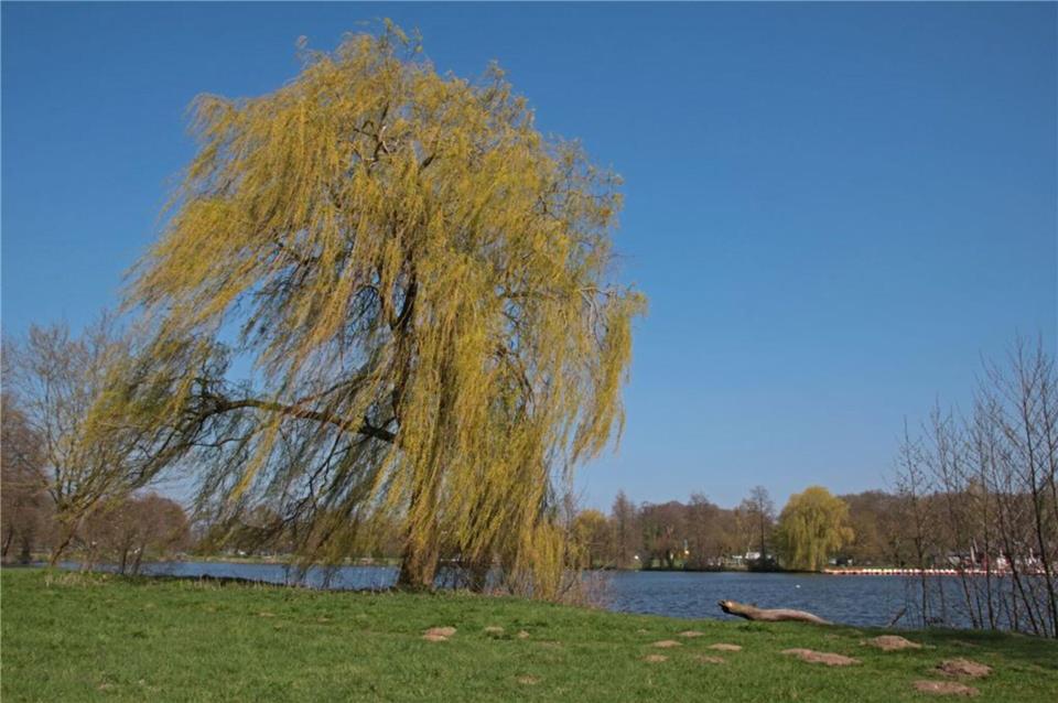 Einige imposante Bäume sind am Ufer des Sees zu sehen. Diesen fotografierte Vere...