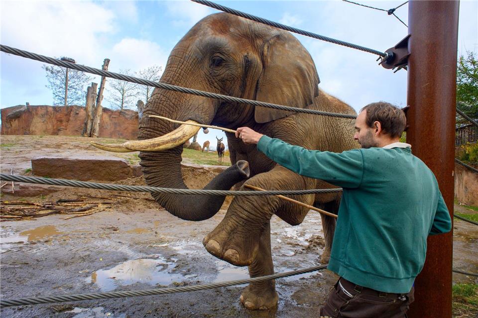 Einmal das Bein heben: Tierpfleger Stefan Gluch übt mit Elefantenbullen „Kando“.Klaus-Dietmar Gabbert/dpa