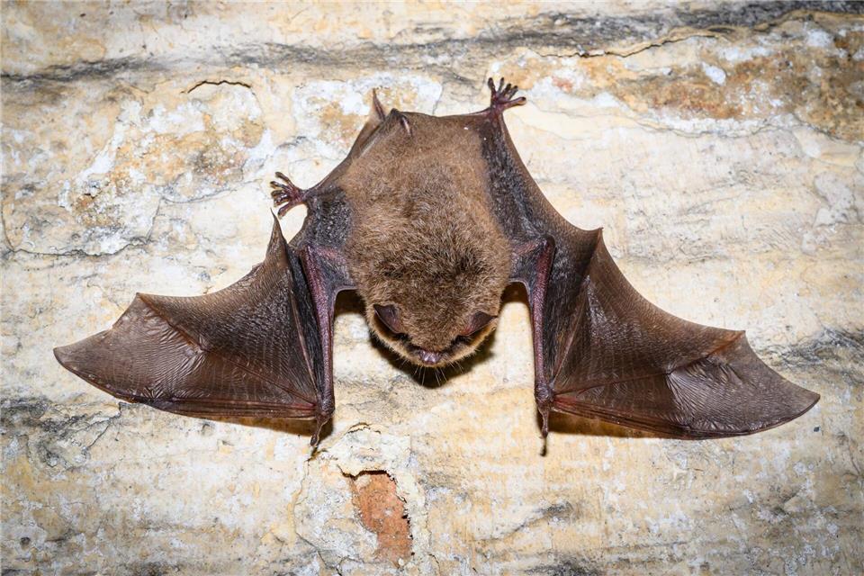 Einmal im Jahr dürfen Besucher die Gewölbe der Alten Brauerei besichtigen.Patrick Pleul/dpa