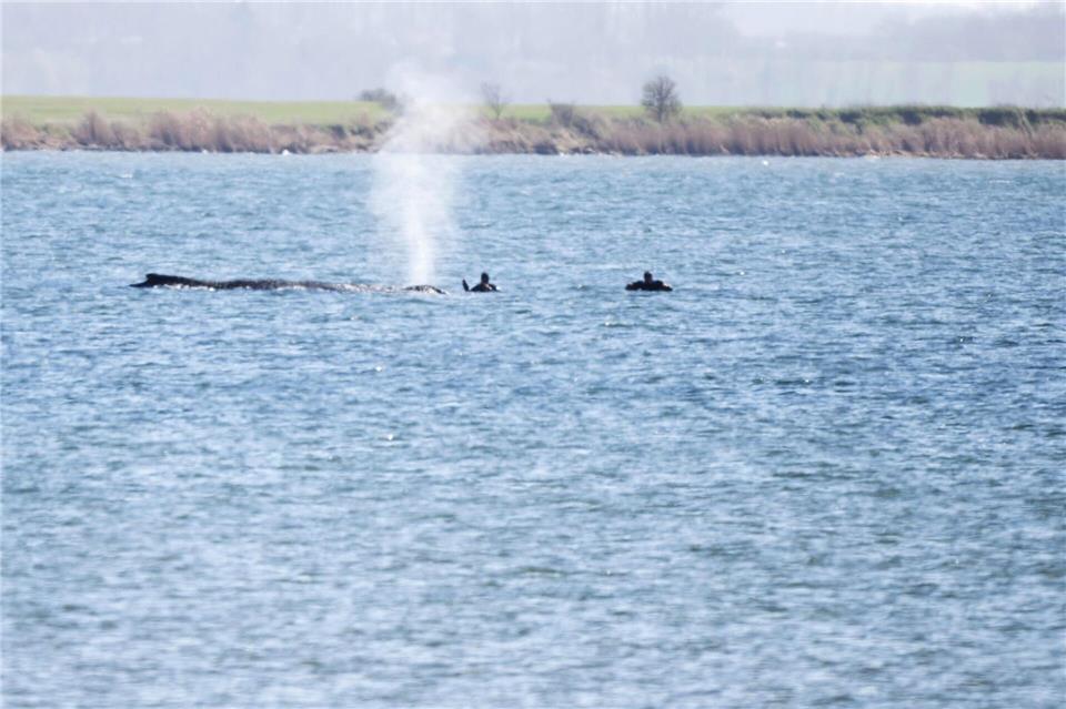 Einsatzkräfte beim BuckelwalPhilip Dulian/dpa
