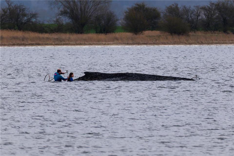 Einsatzkräfte der Feuerwehr benetzen den Rücken des Wals, der aus dem Wasser ragt. Marcus Golejewski/dpa