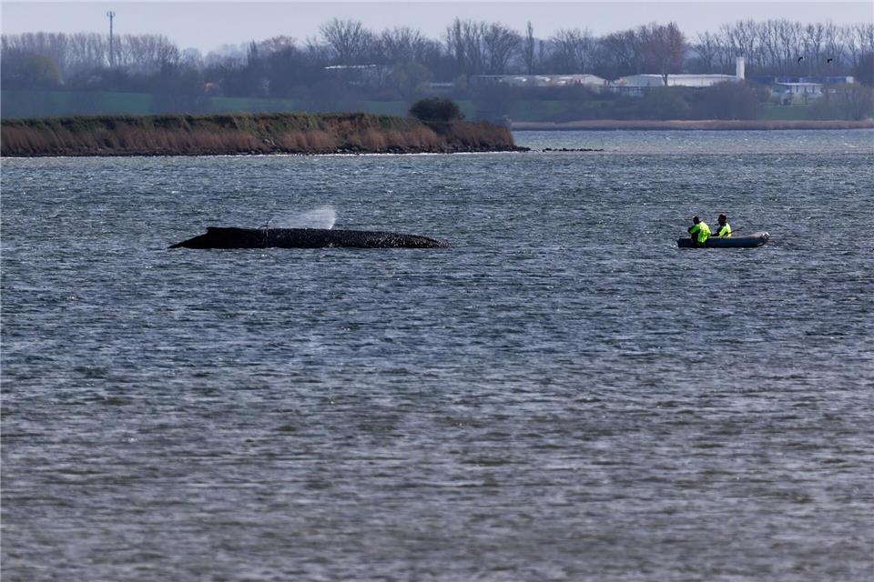 Einsatzkräfte der Feuerwehr benetzen den Rücken des Wals, der aus dem Wasser ragt.Marcus Golejewski/dpa