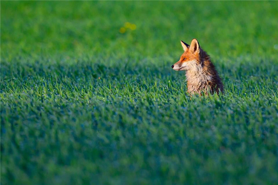 Einsatzkräfte haben einen Fuchs aus einer Falle gerettet. (Symbolbild)Patrick Pleul/dpa