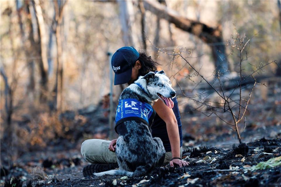 Einst galt er als Problemhund - dann fand der energiegeladene Bear seine Lebensaufgabe in den australischen Wäldern. (Archivbild)Tyson Mayr/IFAW/dpa