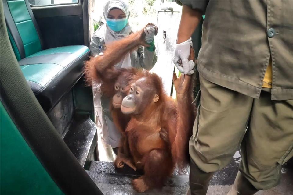 Einsteigen bitte: An der Hand ihrer Pfleger erkunden die jungen Orang-Utans erst einmal den Bus.-/Bos Foundation/dpa