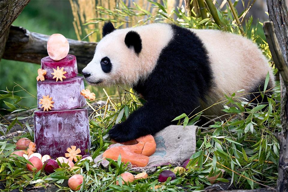 Eis für die Pandas: Einer der Panda-Zwillinge schnüffelt an ihrem zweiten Geburtstag an einer Eistorte.Michael Ukas/dpa